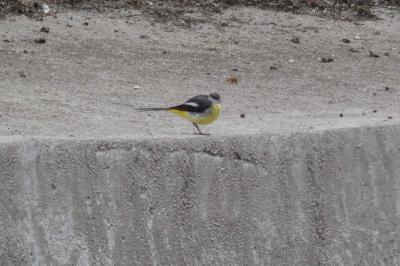 Bergeronnette des ruisseaux