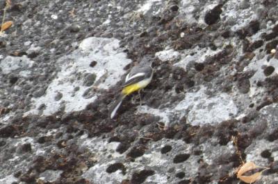 Bergeronnette des ruisseaux