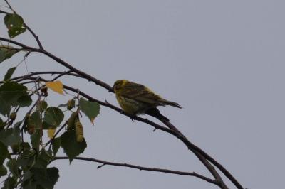 Serin cini