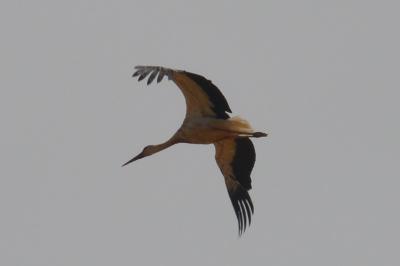 Cigogne blanche