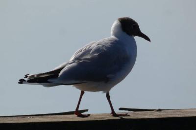 Mouette rieuse