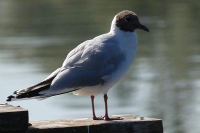 Mouette rieuse