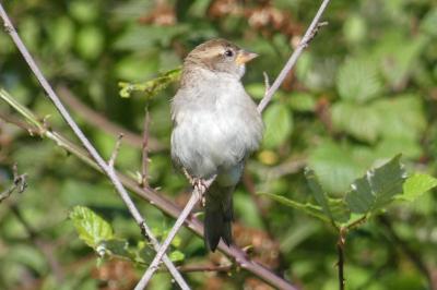 Moineau domestique