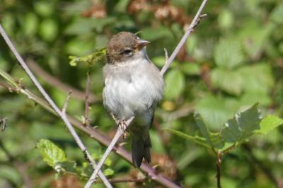 Moineau domestique
