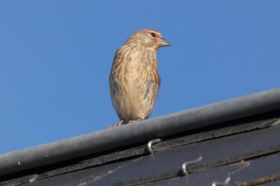 Linotte mélodieuse