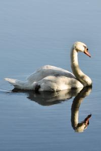 Cygne tuberculé