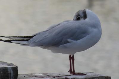 Mouette rieuse