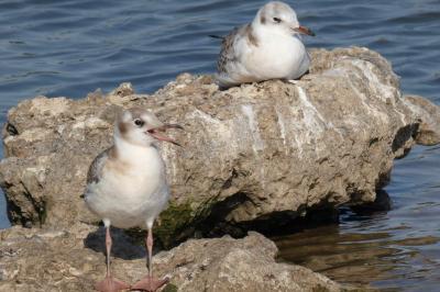Mouette rieuse