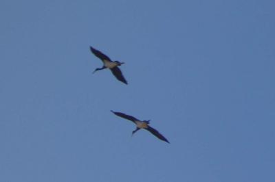 Cigogne noire
