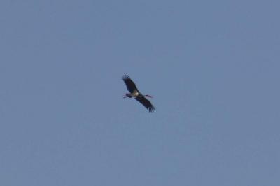 Cigogne noire