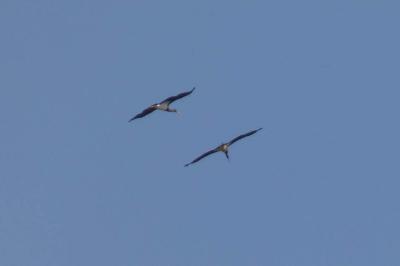 Cigogne noire