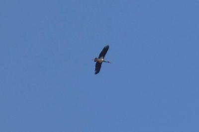 Cigogne noire