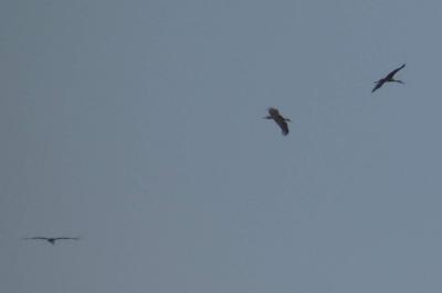 Cigogne noire