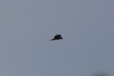 Buse variable