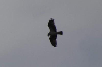 Balbuzard pêcheur