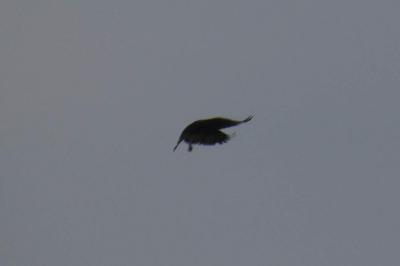 Balbuzard pêcheur