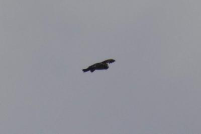 Balbuzard pêcheur