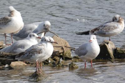 Mouette rieuse