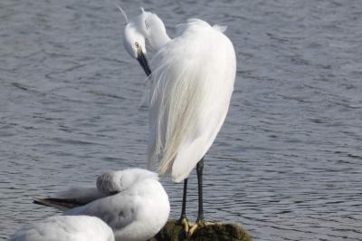 Aigrette garzette