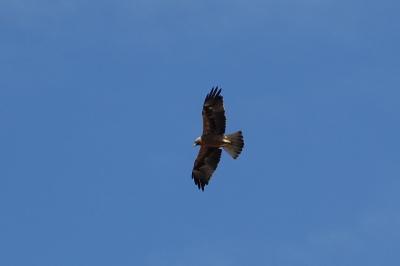 Aigle botté