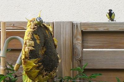 Mésange bleue