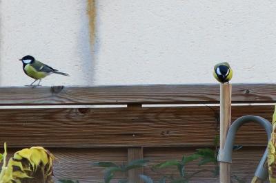 Mésange charbonnière