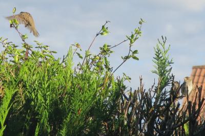 Moineau domestique