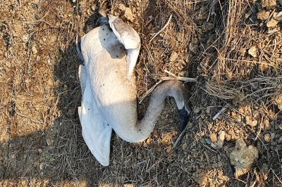 Cygne tuberculé