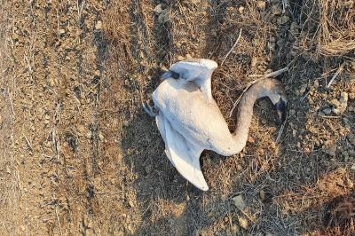 Cygne tuberculé