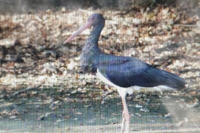 Cigogne noire