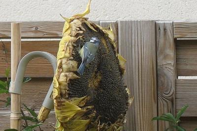 Mésange bleue