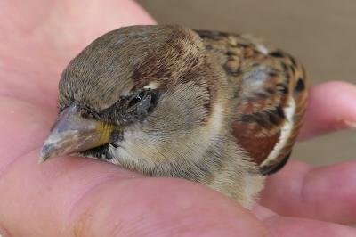 Moineau domestique