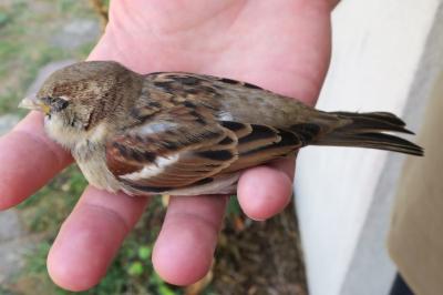 Moineau domestique