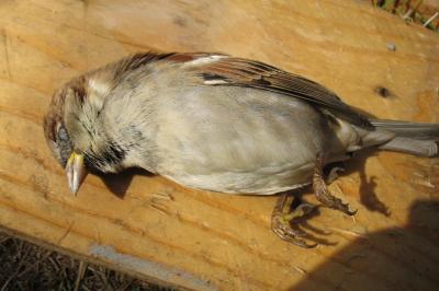 Moineau domestique