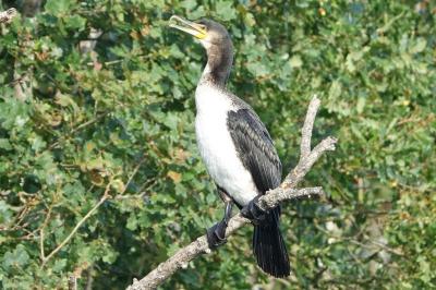 Grand Cormoran