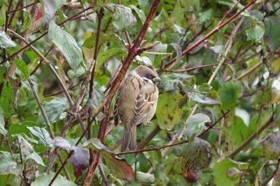 Moineau friquet
