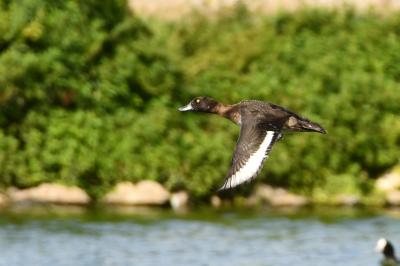 Fuligule morillon