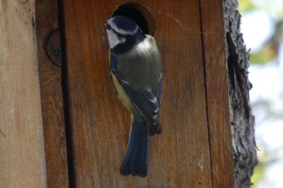 Mésange bleue