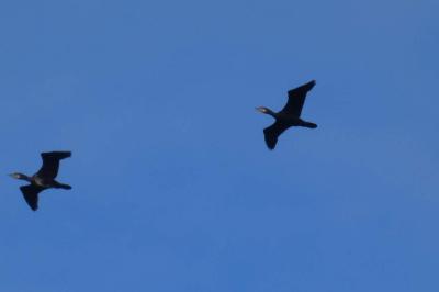 Grand Cormoran