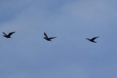 Grand Cormoran