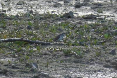 Pipit spioncelle