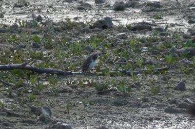 Pipit spioncelle