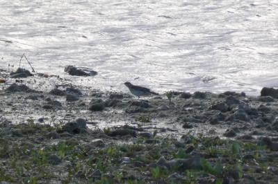 Pipit spioncelle