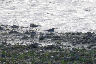 Pipit spioncelle
