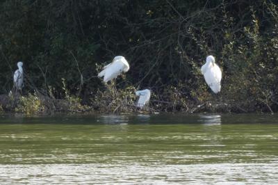 Grande Aigrette