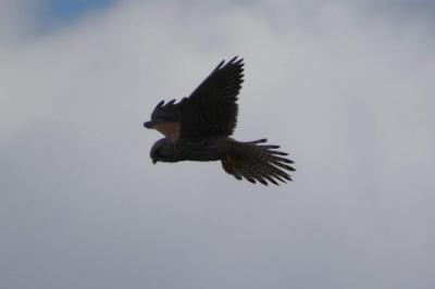 Faucon crécerelle