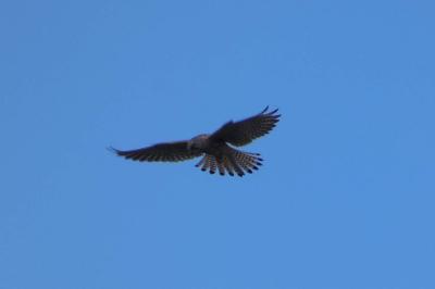 Faucon crécerelle