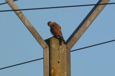 Faucon crécerelle