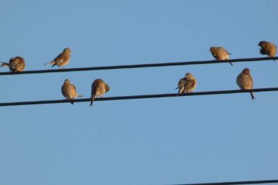 Linotte mélodieuse