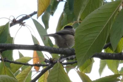 Mésange nonnette